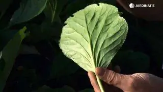 Ophiopogon japonicus и бадан, два почвопокровных растения Ophiopogon japonicus и бадан, два почвопокровных растения