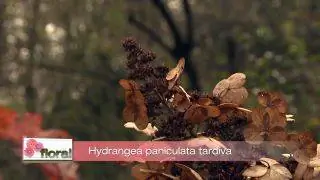 дуболистная гортензия дуболистная гортензия