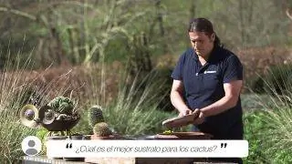 какой субстрат лучше для кактусов и суккулентов какой субстрат лучше для кактусов и суккулентов