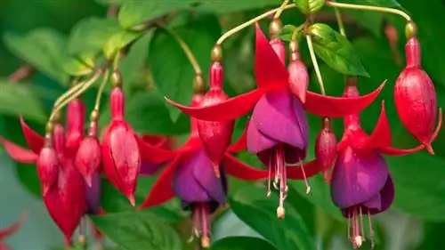Сережки Королева, выращивание и уход Сережки Королева, выращивание и уход
