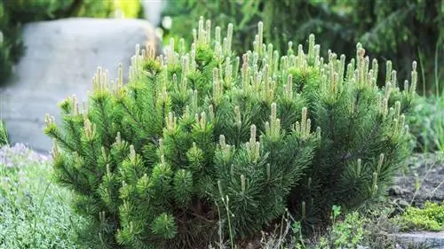 Карликовая сосна, pinus mugo уход