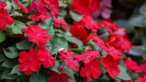 Радость дома или Impatiens walleriana: характеристика и уход Радость дома или Impatiens walleriana: характеристика и уход
