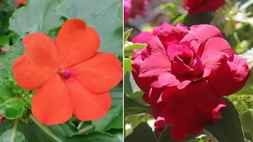 Сорта House Joy или Impatiens walleriana Сорта House Joy или Impatiens walleriana
