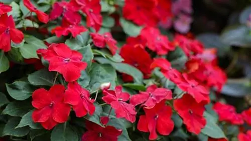 Радость дома или Impatiens walleriana: характеристика и уход