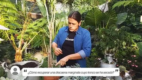 Как восстановить драцену маргината, у которой засох ствол?