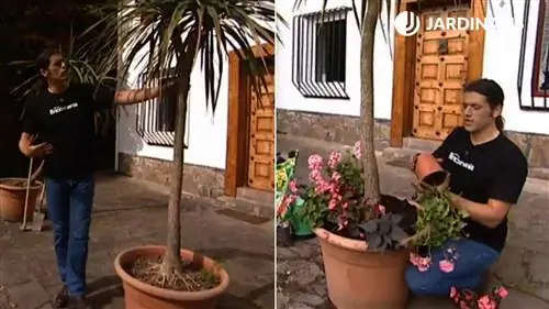 Обрезка корней драцены маргината
