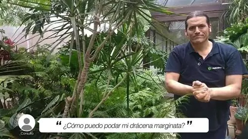 Драцена маргината обрезка