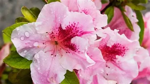 Уход за рододендроном азалией Simsii Уход за рододендроном азалией Simsii