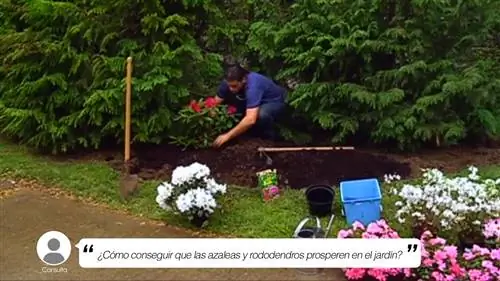 посадка азалий и рододендронов в саду посадка азалий и рододендронов в саду