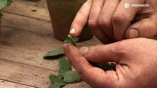 Запечатанная вырезка рождественского кактуса Запечатанная вырезка рождественского кактуса