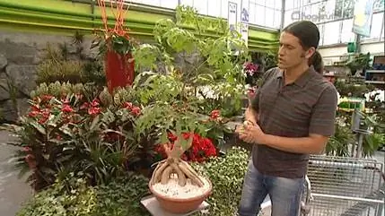 Cussonia spicata или Капустное дерево: характеристика и уход Cussonia spicata или Капустное дерево: характеристика и уход
