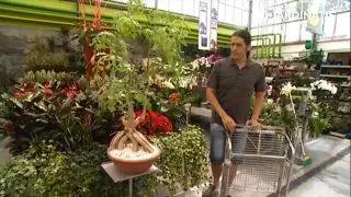Особенности и уход за Cussonia spicata Особенности и уход за Cussonia spicata