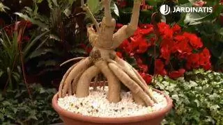 Корни Cussonia spicata Корни Cussonia spicata
