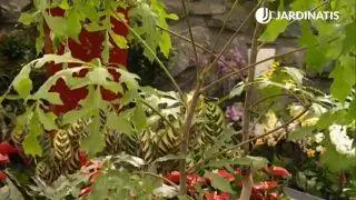 Листья куссонии колосовидной Листья куссонии колосовидной