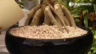 Контейнерная посадка Cussonia spicata Контейнерная посадка Cussonia spicata