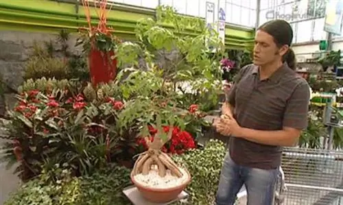 Cussonia spicata или Капустное дерево: характеристика и уход
