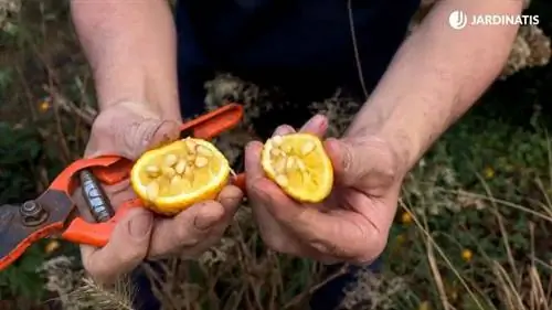 внутренняя часть плода Poncirus trifoliata внутренняя часть плода Poncirus trifoliata