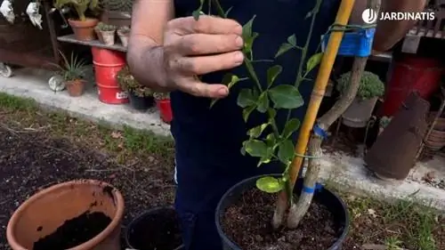 лимонное дерево, привитое к Poncirus trifoliata лимонное дерево, привитое к Poncirus trifoliata