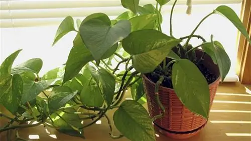 Pothos или pothos, очень стойкое комнатное растение. Pothos или pothos, очень стойкое комнатное растение.
