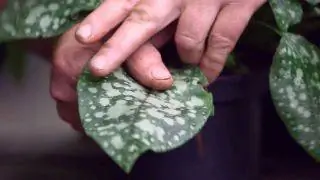 Пульмонария длиннолистная Диана Клэр - Листья