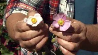 Ветреница японская или ветреница гибридная - цветок Ветреница японская или ветреница гибридная - цветок