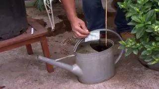 Гардения, уход и цветочная композиция