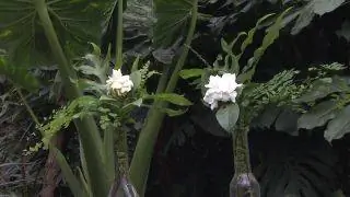 Гардения, уход и цветочная композиция