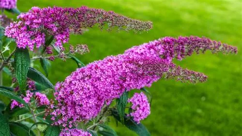 Buddleja davidii: характеристика и уход Buddleja davidii: характеристика и уход