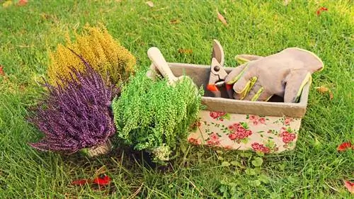 Ключи для ухода за вереском Ключи для ухода за вереском
