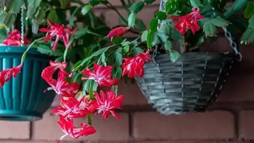 красные цветы Schlumbergera Truncata красные цветы Schlumbergera Truncata