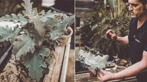 Kalanchoe beharensis или каланхоэ Бехары