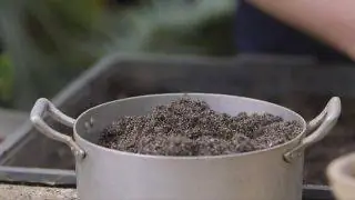Kalanchoe beharensis или каланхоэ Бехары