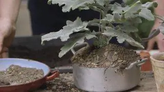 Kalanchoe beharensis или каланхоэ Бехары