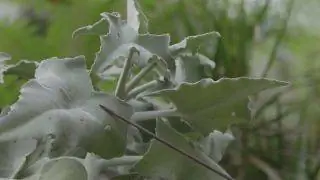 Kalanchoe beharensis или каланхоэ Бехары