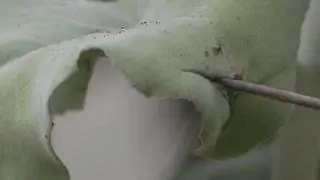Kalanchoe beharensis или каланхоэ Бехары