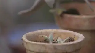 Kalanchoe beharensis или каланхоэ Бехары