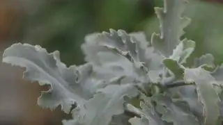 Kalanchoe beharensis или каланхоэ Бехары