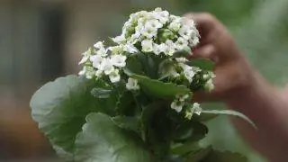 Kalanchoe beharensis или каланхоэ Бехары