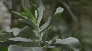 Kalanchoe beharensis или каланхоэ Бехары