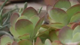 Kalanchoe beharensis или каланхоэ Бехары
