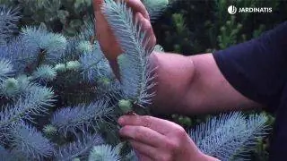 Ель голубая (ель Picea pungens koster)