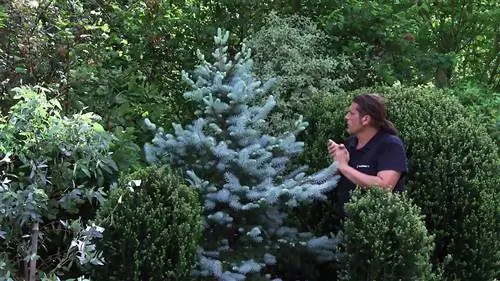 Ель голубая (ель Picea pungens koster)