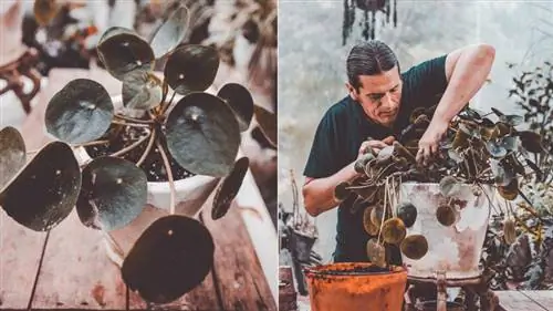 Как размножить китайское денежное растение или Pilea peperomioides Как размножить китайское денежное растение или Pilea peperomioides