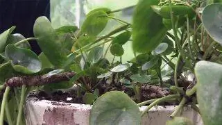 Как размножить китайское денежное растение или Pilea peperomioides Как размножить китайское денежное растение или Pilea peperomioides