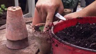 Как размножить китайское денежное растение или Pilea peperomioides Как размножить китайское денежное растение или Pilea peperomioides