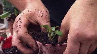 Как размножить китайское денежное растение или Pilea peperomioides Как размножить китайское денежное растение или Pilea peperomioides