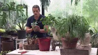 Как размножить китайское денежное растение или Pilea peperomioides Как размножить китайское денежное растение или Pilea peperomioides