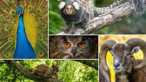 Зачем посещать животных в Karpín Fauna, убежище в долине Карранса