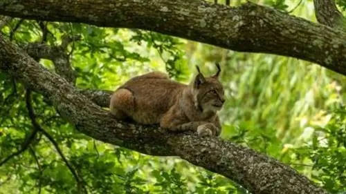 Иберийская рысь лежит на ветке дерева