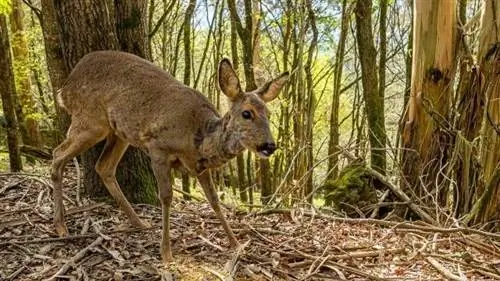 олень смотрит в камеру между деревьями